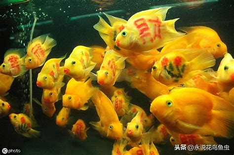 血鸚鵡適合溫度|血鸚鵡 (財神魚)飼養教學及注意－我愛家｜痞客